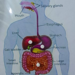 Wooden Human Digestive System Jigsaw Puzzle 