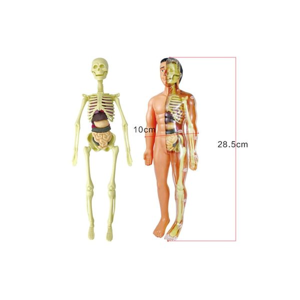 Human Body Model Organs and Bones Simple Assembly 