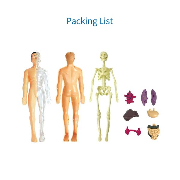 Human Body Model Organs and Bones Simple Assembly 