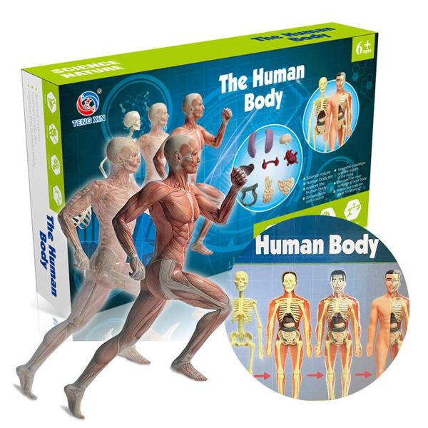 Human Body Model Organs and Bones Simple Assembly 