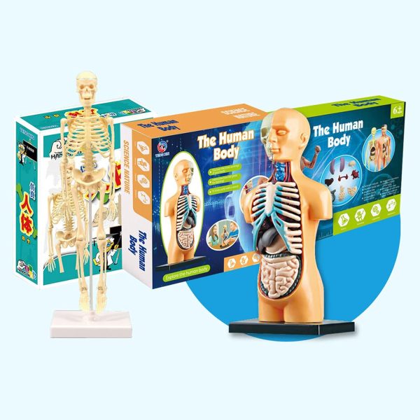 Human Body Model Organs and Bones Simple Assembly 