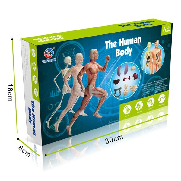 Human Body Model Organs and Bones Simple Assembly 